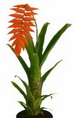 تیلاندزیا دیریانا